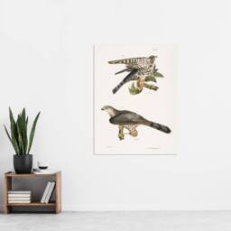 "Artery8 James De Kay Pigeon Hawk & Coopers Hawk Wall Art Print in White - Size: W12"" x H16""" - thumbnail 4