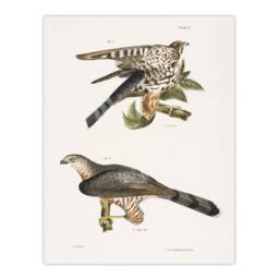 "Artery8 James De Kay Pigeon Hawk & Coopers Hawk Wall Art Print in White - Size: W12"" x H16""" - thumbnail 1
