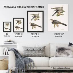 "Artery8 James De Kay Pigeon Hawk & Coopers Hawk Wall Art Print in White - Size: W12"" x H16""" - thumbnail 3
