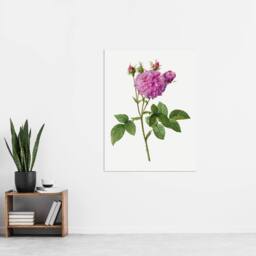 "Artery8 Agatha Rose Floral Redoute Vintage Wall Art Print Poster in White - Size: W12"" x H16""" - thumbnail 4