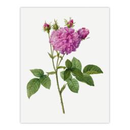 "Artery8 Agatha Rose Floral Redoute Vintage Wall Art Print Poster in White - Size: W12"" x H16""" - thumbnail 1