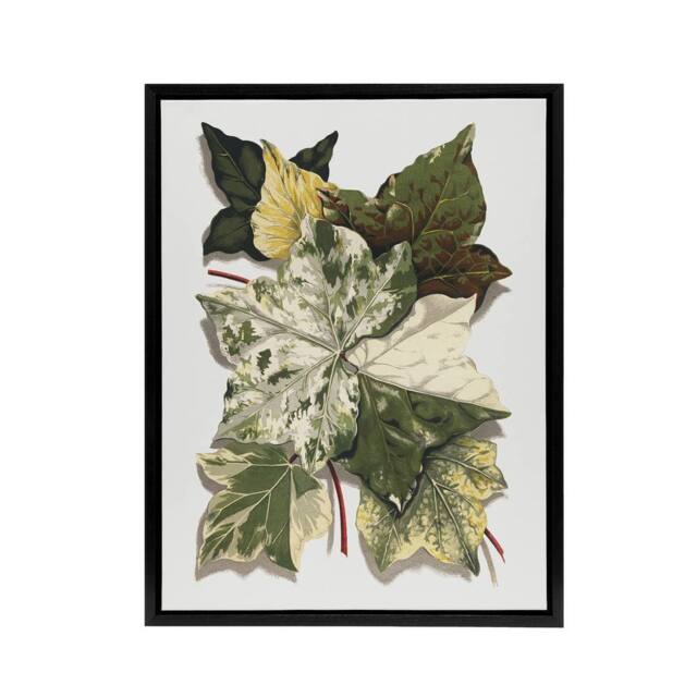 "Artery8 Various Ivy Leaves Watercolor Painting Hibberd Framed Canvas Wall Art in Green - Size: W12"" x H16""" - image 1