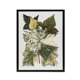 "Artery8 Various Ivy Leaves Watercolor Painting Hibberd Framed Canvas Wall Art in Green - Size: W12"" x H16""" - thumbnail 1