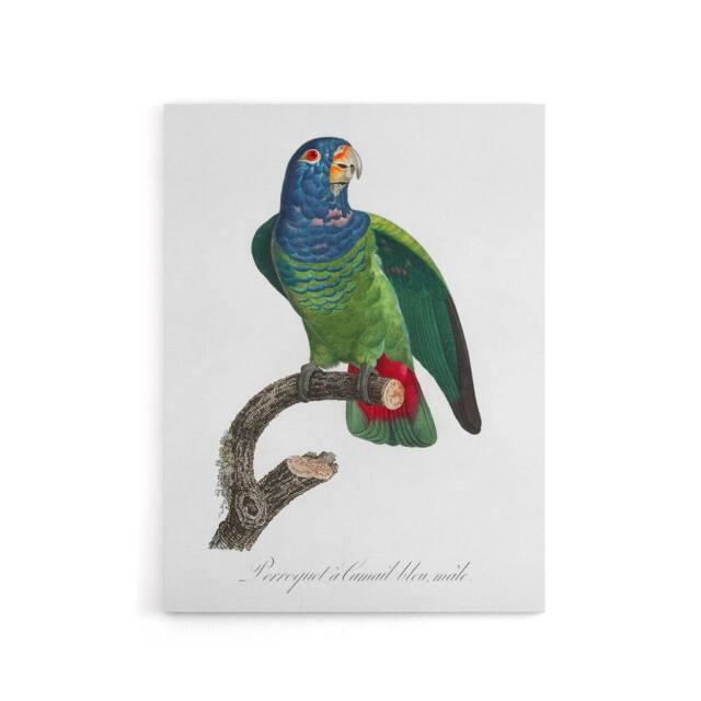 "Artery8 The Blue Headed Parrot Francois Levaillant Canvas Wall Art Print in White - Size: W24"" x H32""" - image 1