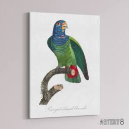 "Artery8 The Blue Headed Parrot Francois Levaillant Canvas Wall Art Print in White - Size: W24"" x H32""" - thumbnail 2