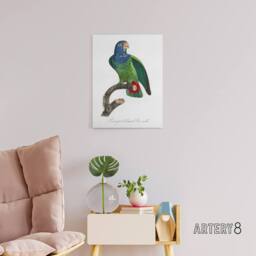 "Artery8 The Blue Headed Parrot Francois Levaillant Canvas Wall Art Print in White - Size: W24"" x H32""" - thumbnail 3