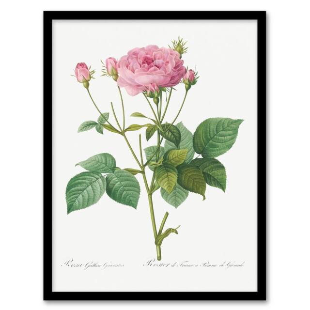 Artery8 Redoute Framed Wall Art Print Gallic Rose Vintage Flower Illustration in White - Size: A4 - image 1