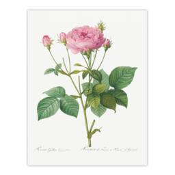 Artery8 Redoute Framed Wall Art Print Gallic Rose Vintage Flower Illustration in White - Size: A4 - thumbnail 3