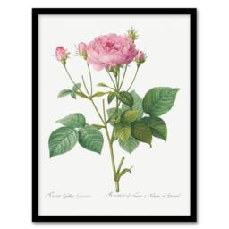 Artery8 Redoute Framed Wall Art Print Gallic Rose Vintage Flower Illustration in White - Size: A4 - thumbnail 1