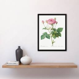 Artery8 Redoute Framed Wall Art Print Gallic Rose Vintage Flower Illustration in White - Size: A4 - thumbnail 2