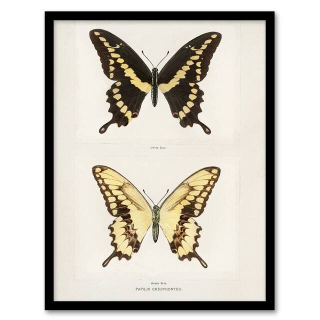 Artery8 Giant Swallowtail Butterfly Sherman Denton Framed Wall Art Print in White - Size: A4 - image 1