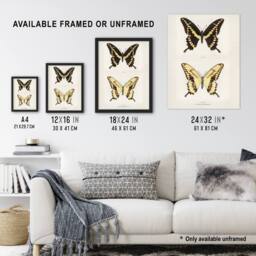 Artery8 Giant Swallowtail Butterfly Sherman Denton Framed Wall Art Print in White - Size: A4 - thumbnail 3