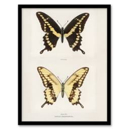 Artery8 Giant Swallowtail Butterfly Sherman Denton Framed Wall Art Print in White - Size: A4 - thumbnail 1