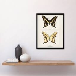 Artery8 Giant Swallowtail Butterfly Sherman Denton Framed Wall Art Print in White - Size: A4 - thumbnail 4