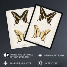 Artery8 Giant Swallowtail Butterfly Sherman Denton Framed Wall Art Print in White - Size: A4 - thumbnail 2