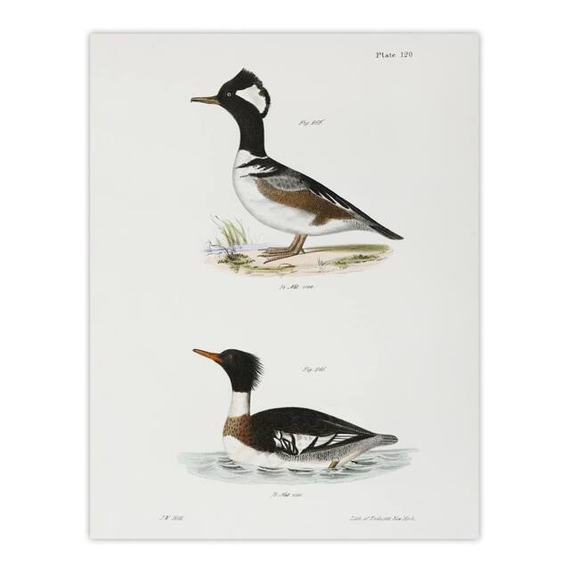 "Artery8 James De Kay Hooded & Red Breasted Sheldrake Wall Art Print in White - Size: W12"" x H16""" - image 1