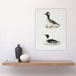 "Artery8 James De Kay Hooded & Red Breasted Sheldrake Wall Art Print in White - Size: W12"" x H16""" - thumbnail 4