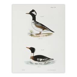 "Artery8 James De Kay Hooded & Red Breasted Sheldrake Wall Art Print in White - Size: W12"" x H16""" - thumbnail 1