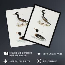 "Artery8 James De Kay Hooded & Red Breasted Sheldrake Wall Art Print in White - Size: W12"" x H16""" - thumbnail 2