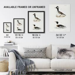 "Artery8 James De Kay Hooded & Red Breasted Sheldrake Wall Art Print in White - Size: W12"" x H16""" - thumbnail 3