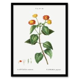 Artery8 Redoute Framed Wall Art Lantana Plant Vintage Botanical Illustration in White - Size: A4 - thumbnail 1