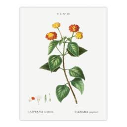 Artery8 Redoute Framed Wall Art Lantana Plant Vintage Botanical Illustration in White - Size: A4 - thumbnail 3