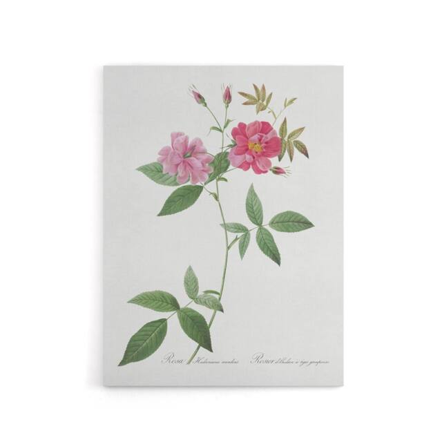 "Artery8 Hudson Rosehip Botanical Redoute Vintage Canvas Wall Art in White - Size: W18"" x H24""" - image 1