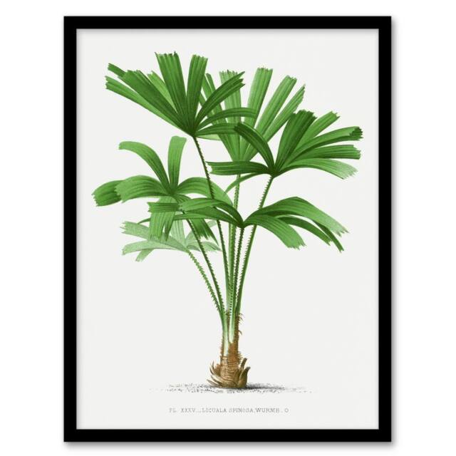 Artery8 Licuala Spinosa Palm Tree Oswald de Kerchove Framed Wall Art Print in White - Size: A4 - image 1