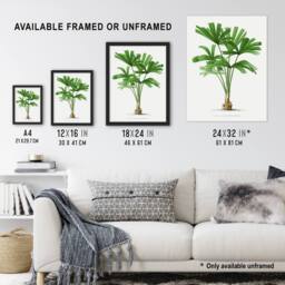 Artery8 Licuala Spinosa Palm Tree Oswald de Kerchove Framed Wall Art Print in White - Size: A4 - thumbnail 3