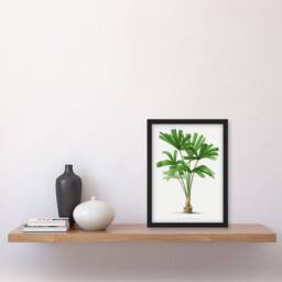 Artery8 Licuala Spinosa Palm Tree Oswald de Kerchove Framed Wall Art Print in White - Size: A4 - thumbnail 4