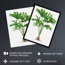 Artery8 Licuala Spinosa Palm Tree Oswald de Kerchove Framed Wall Art Print in White - Size: A4 - thumbnail 2