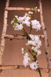 KDMD 94cm Single Apple Blossom White - thumbnail 1