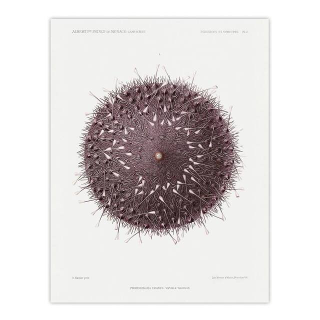 "Artery8 Sea Urchin Marine Life Illustration Albert I Wall Art Poster Print in White - Size: W12"" x H16""" - image 1