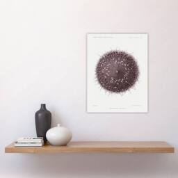 "Artery8 Sea Urchin Marine Life Illustration Albert I Wall Art Poster Print in White - Size: W12"" x H16""" - thumbnail 4