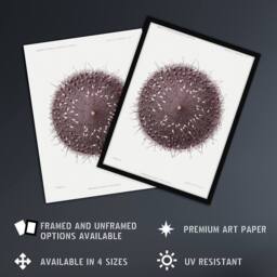 "Artery8 Sea Urchin Marine Life Illustration Albert I Wall Art Poster Print in White - Size: W12"" x H16""" - thumbnail 2