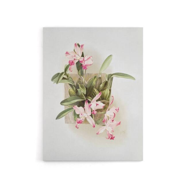 "Artery8 F Sander Laelia Autumnalis Xanthotropis Orchid Canvas Wall Art Print - Size: W12"" x H16""" - image 1