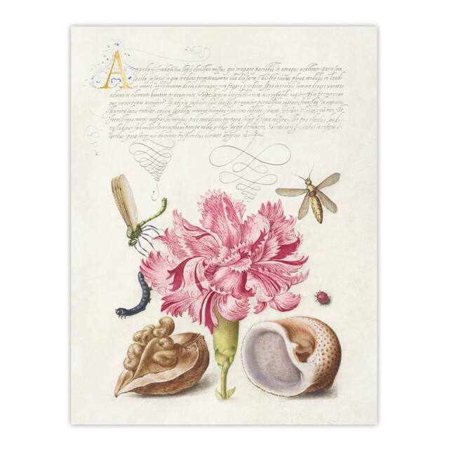 "Artery8 Carnation Walnut & Mollusk Calligraphy Wall Art Poster Print in White - Size: W12"" x H16""" - image 1