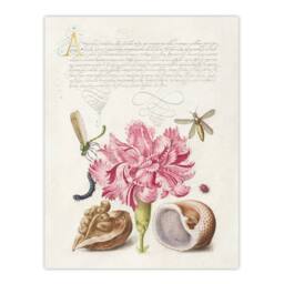 "Artery8 Carnation Walnut & Mollusk Calligraphy Wall Art Poster Print in White - Size: W12"" x H16""" - thumbnail 1