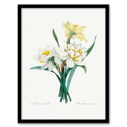 Artery8 Pierre J Redoute Framed Wall Art Daffodil Vintage Floral Illustration in White - Size: A4 - thumbnail 1