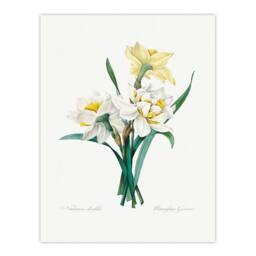 Artery8 Pierre J Redoute Framed Wall Art Daffodil Vintage Floral Illustration in White - Size: A4 - thumbnail 3