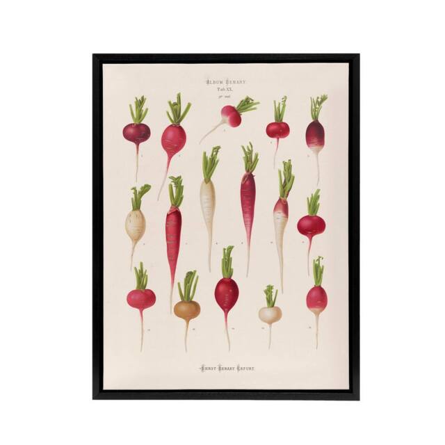"Artery8 Radishes from Album Benary Ernst Benary Framed Canvas Wall Art Print in White - Size: W12"" x H16""" - image 1