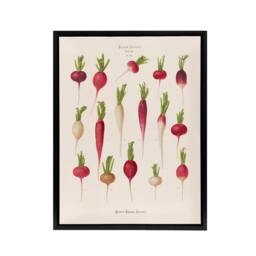 "Artery8 Radishes from Album Benary Ernst Benary Framed Canvas Wall Art Print in White - Size: W12"" x H16""" - thumbnail 1
