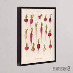 "Artery8 Radishes from Album Benary Ernst Benary Framed Canvas Wall Art Print in White - Size: W12"" x H16""" - thumbnail 2