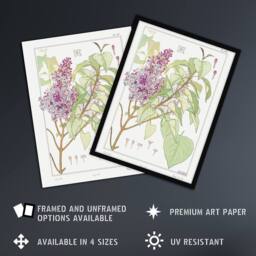 "Artery8 Lilac Flower Plant Vintage Floral Wall Art Print Verneuil in White - Size: W12"" x H16""" - thumbnail 2