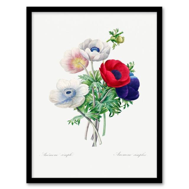Artery8 Pierre J Redoute Framed Wall Art Anemone Flowers Vintage Botanical in White - Size: A4 - image 1