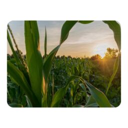 Benjamin Tate Design corn & sun close up Designer Blanket in Natural - Size: 120 cm x 150 cm - thumbnail 1