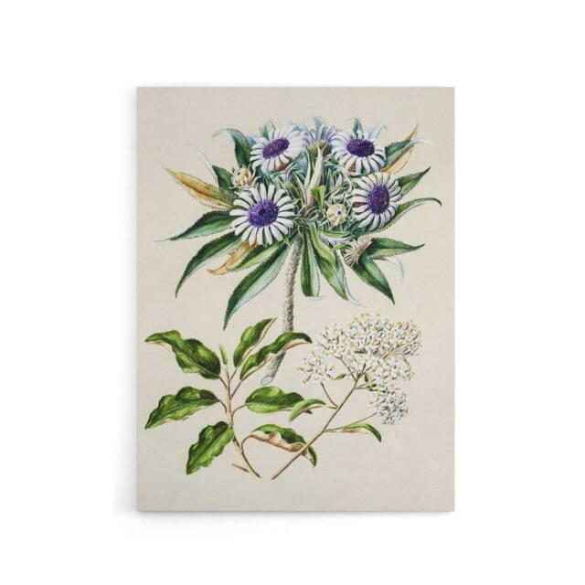 "Artery8 New Zealand Teteaweka Plant Flowers Featon Canvas Wall Art Print in Beige - Size: W12"" x H16""" - image 1
