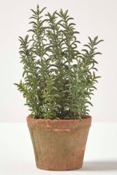 Homescapes Artificial Thyme Plant in Decorative Pot in Green - thumbnail 4