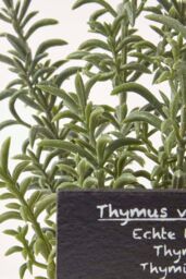 Homescapes Artificial Thyme Plant in Decorative Pot in Green - thumbnail 5