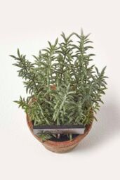 Homescapes Artificial Thyme Plant in Decorative Pot in Green - thumbnail 2